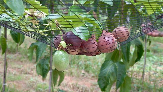 农业试验所辅导埔里大坪顶22名果农投入百香果IPM，有效减少6成以上农药用量，每公顷成本省约1万元。（杨静茹摄）