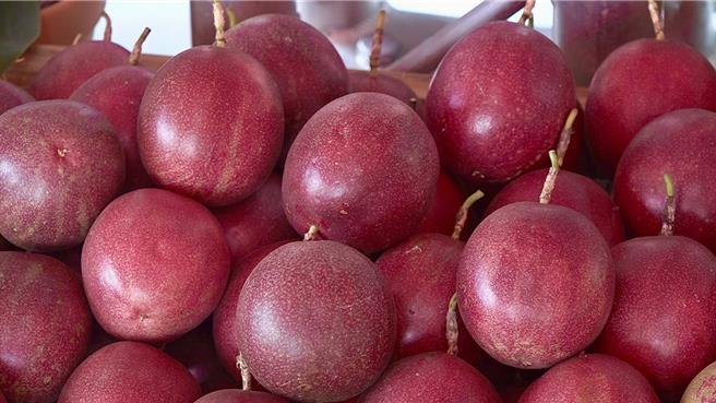 百香果农说，百香果IPM，有效减少6成以上农药用量，每公顷成本省约1万元，生产出安全高品质的百香果。（杨静茹摄）