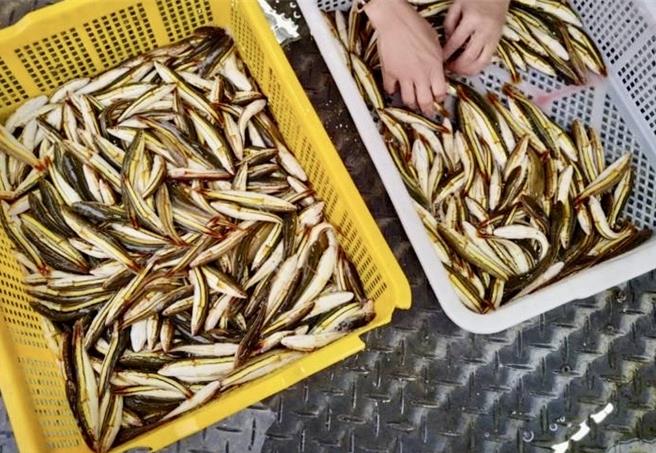 南投縣政府與日月潭漁民合作電撈魚虎球幼魚，截至8月30日僅電撈644尾，電撈移除數量僅往年同期1至2成。（南投縣政府提供／楊靜茹南投傳真）