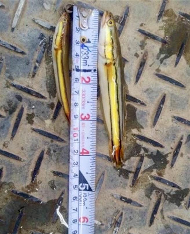 每年6月進入魚虎繁殖期，南投縣政府展開日月潭魚虎球電撈防治作業。（南投縣政府提供／楊靜茹南投傳真）