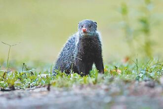 台南 食蟹獴4幼仔 現身民宅吃雞蛋