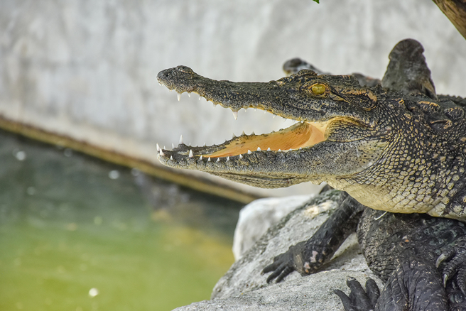 警察徒手抓鱷鱼，惊险搏斗过程全被侧录器拍下。（示意图：Shutterstock／达志）