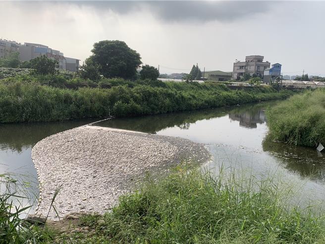 桃园市八德区茄苳溪8月28日惊见多条死鱼，桃园市环保局接获民眾陈情后立即至现场稽查，并通知桃园市水务局清除。（桃园市水务局提供）