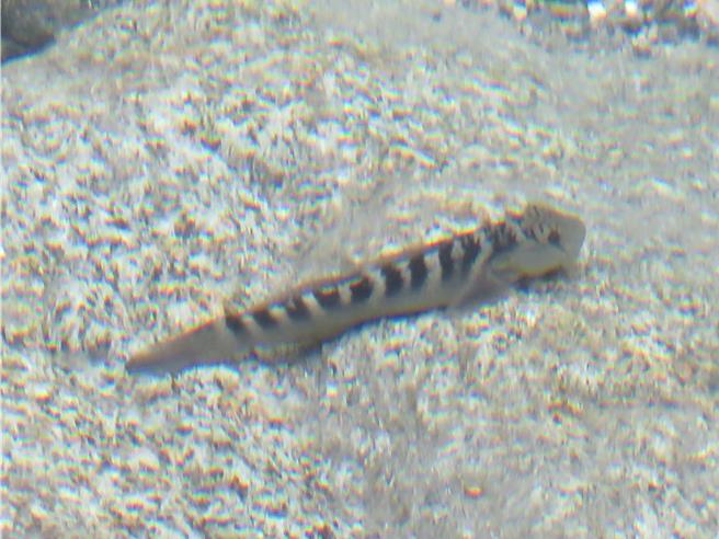 日本瓢鰭鰕虎。（太管處提供／王志偉花蓮傳真）