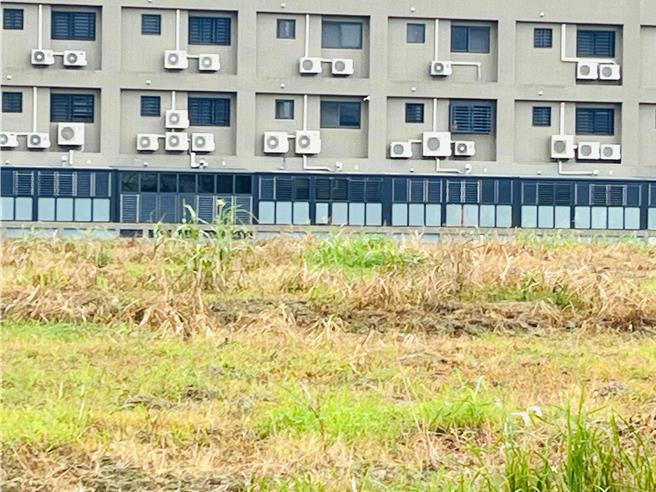 喷洒除草剂的杂草迅速枯黄。（民眾提供／宝智华台南传真）