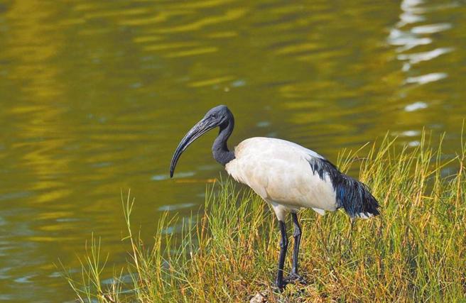外来入侵种鸟类埃及圣䴉。（本报资料照片）