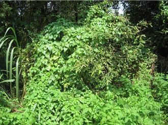 新北開戰「綠癌」！9／7揪團清除小花蔓澤蘭 守護生態