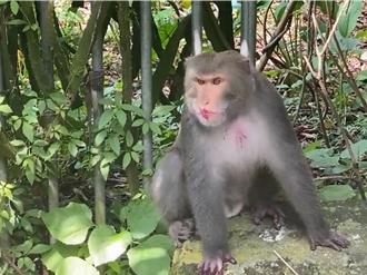 猴群現身八卦山大啖水果未擾民 山友稱：比柴山的乖多了