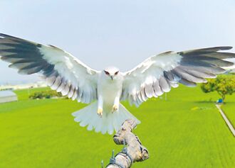 霧峰友善耕作有成 黑翅鳶駐足