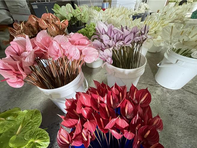 六甲火鹤享誉国内外，受颱风与连续高温、多雨影响，许多花农仍忙着重建花圃。（本报资料照片／宝智华台南传真）