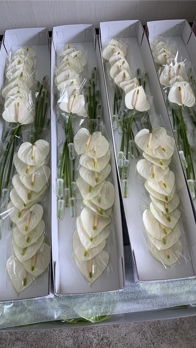 火鹤价格看俏，手中有花的农民仍能持续供应国外市场需求，抢得商机。（本报资料照片／宝智华台南传真）