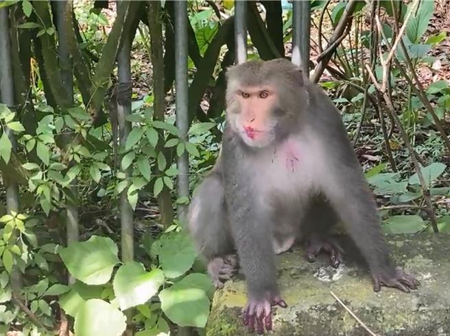 彰化县社头乡八卦山脉地区惊见猴群出没，1只猕猴吃完红龙果后，嘴巴也被染红。（萧姓民眾提供／孙英哲彰化传真）