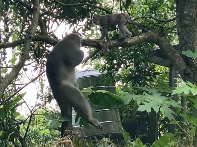 彰化县社头乡八卦山脉地区惊见猴群出没，登山民眾保持距离观看。（萧姓民眾提供／孙英哲彰化传真）