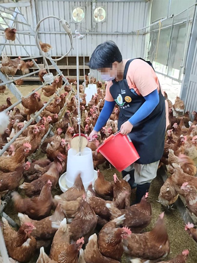 花蓮黎明機構照顧身心障礙者長達47年，近年成立方舟畜牧場，以著重動物福利照顧方式飼養蛋雞，並利用雞蛋銷售微薄利潤，輔導院生免費學習畜牧場工作技能。（黎明機構提供／羅亦晽花蓮傳真）