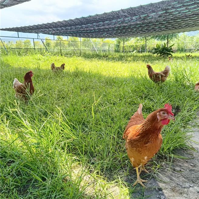 花蓮黎明機構照顧身心障礙者長達47年，近年成立方舟畜牧場，以著重動物福利照顧方式飼養蛋雞，並利用雞蛋銷售微薄利潤，輔導院生免費學習畜牧場工作技能。（黎明機構提供／羅亦晽花蓮傳真）