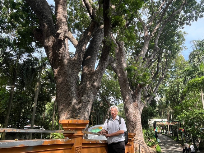 作者攝於西貢草禽園參天喬木前。（作者提供）