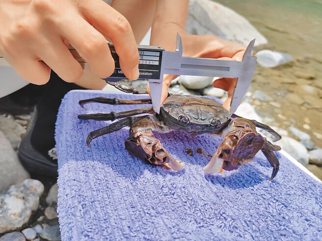 砂卡礑溪流生态丰富，生态保育志工记录台湾扁绒螯雄蟹头胸甲尺寸。（太鲁阁国家公园提供／王志伟花莲传真）