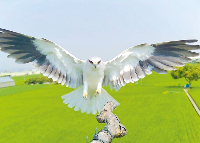 台中市霧峰區農會推動友善耕作，地方農友與生態研究團隊引入「棲架」，吸引捕食鼠類的黑翅鳶駐足，成為稻田守護者。（霧峰農會提供／潘虹恩台中傳真）