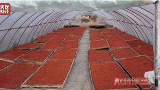 陸枸杞「硫超標」！央視直擊加工現場：燻到淚流不止