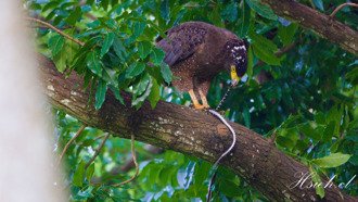影》大冠鷲享用雨傘節大餐 「10分鐘完食」 