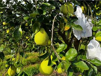 文旦解禁可有條件輸大陸 農業部：不應限定特定地區