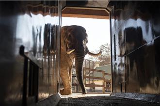 如何將重達4噸的大象搬運到百公里外的新家？ 找大象搬家公司吧!