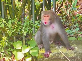 八卦山猴群出沒 忙啃果不擾民