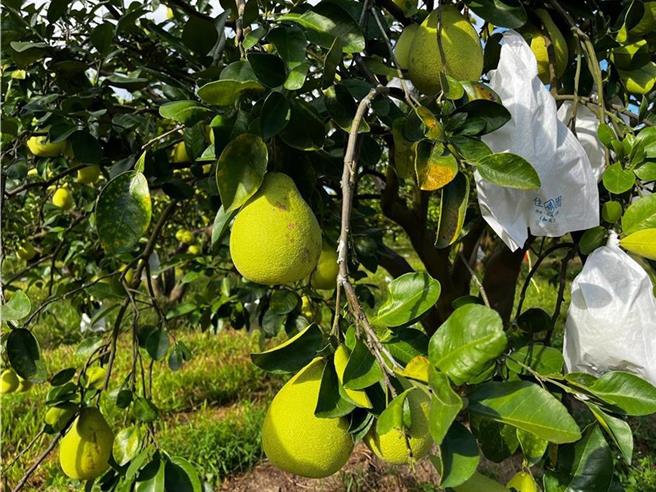 中国大陆今日宣布，即起恢復台湾文旦柚输入，输大陆文旦柚须来自获得注册登记的包装厂和果园，农业部动植物防疫检疫署指出，已接获中国大陆正式通知。（蔡佩珈摄）