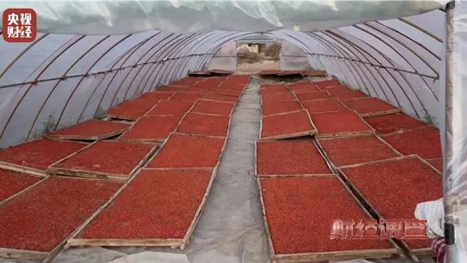 據大陸官媒央視新聞曝光，參與枸杞燻製的村民坦言，他們一般都是下午搭棚、晚上燻製，第二天白天晾曬。（央視新聞）