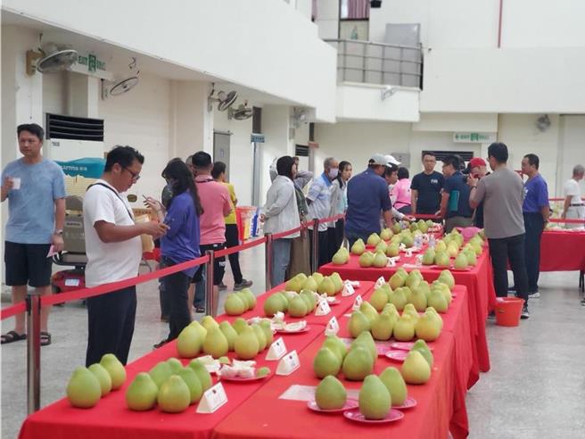 大陸2日宣布恢復進口台灣文旦，雲林文旦農表示這是好消息，但今年文旦多已採收完畢陸續出貨，很期待明年「衝一波」。（本報資料照片）