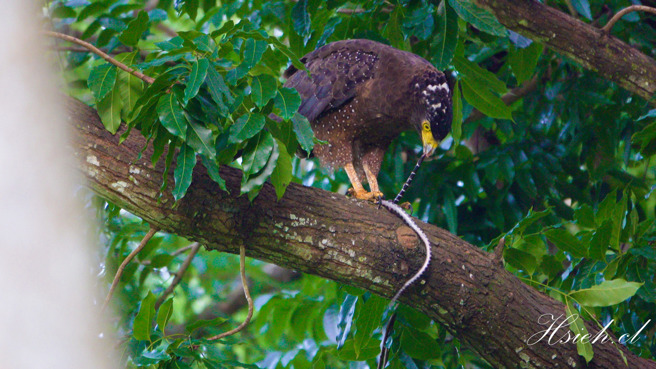 台南市一名鸟友谢其良，昨天下午他在园区看到一只大冠鹫，捕捉到一条身长约60～70公分的雨伞节。（图／谢其良授权提供）