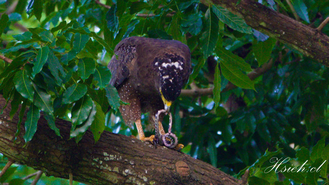 大冠鹫吃雨伞节，一共花了10分钟。（图／谢其良授权提供）