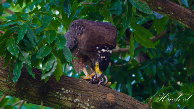 大冠鹫吃雨伞节，一共花了10分钟。（图／谢其良授权提供）