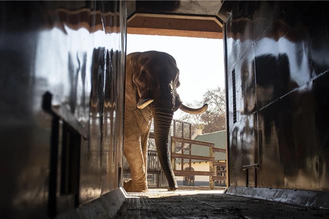 查理（Charley），一頭年老的四噸非洲象，於2024年8月9日在南非首都比勒陀利亞的國家動物園接受訓練，進入運輸容器，牠隨後將被重新安置到南非的一個私人野生動物保護區。（美聯社）
