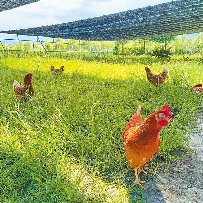 花蓮黎明機構照顧身心障礙者長達47年，近年成立方舟畜牧場，以人道飼養方式飼養蛋雞，並利用雞蛋銷售微薄利潤，輔導身障者免費學習畜牧場工作技能。（黎明機構提供／羅亦晽花蓮傳真）