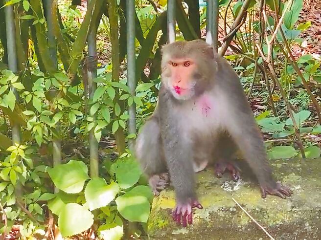 彰化縣社頭鄉八卦山脈地區驚見猴群出沒，1隻獼猴吃完紅龍果後，嘴巴也被染紅。（蕭姓民眾提供／孫英哲彰化傳真）