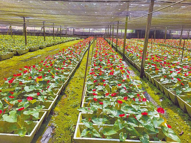 台南市六甲区是全台最大火鹤产地，花农每年耕锄老花，确保品质及商誉。（本报资料照片）