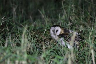 國道不只是道路！高公局打造生態廊道 推廣環境教育