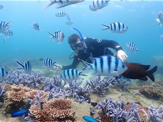 澎湖20年復育6座籃球場大珊瑚礁  藝術與生態結合展現海洋之美