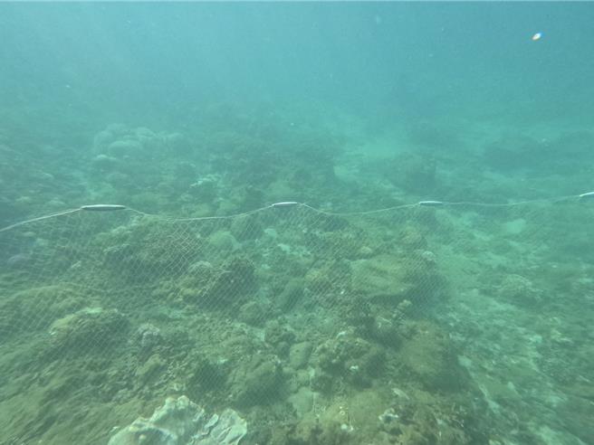 2024年9月3日澎湖縣／復育海底花園8年的澎湖馬公杭灣浮潛勝地，2日下午遭不肖漁民入侵放玻璃絲網。（業者提供／許逸民澎湖傳真）