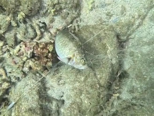 2024年9月3日澎湖縣／復育海底花園8年的澎湖馬公杭灣浮潛勝地，2日下午遭不肖漁民入侵放玻璃絲網，還有魚類纏網死亡。（業者提供／許逸民澎湖傳真）