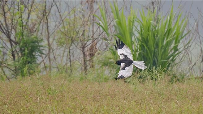 台南七股曾文溪河床農地近來出現1隻罕見花澤鵟雄鳥，吸引鳥友目光。（台南鳥會陳冠融提供／曹婷婷台南傳真）