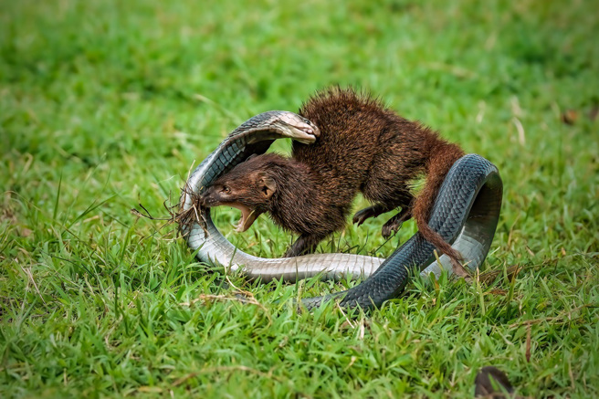 印度一架航班因猫鼬和眼镜蛇在跑道上对决而延误，飞行员在等待过程将精采瞬间拍摄下来。（示意图：Shutterstock／达志）