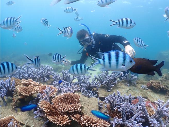 澎湖縣20年來復育珊瑚面積已達到6座籃球場大小以上，在結合當地社區及業者自主管理下，達到人與海的共存共榮。（澎湖水產種苗繁殖場提供／許逸民澎湖傳真）