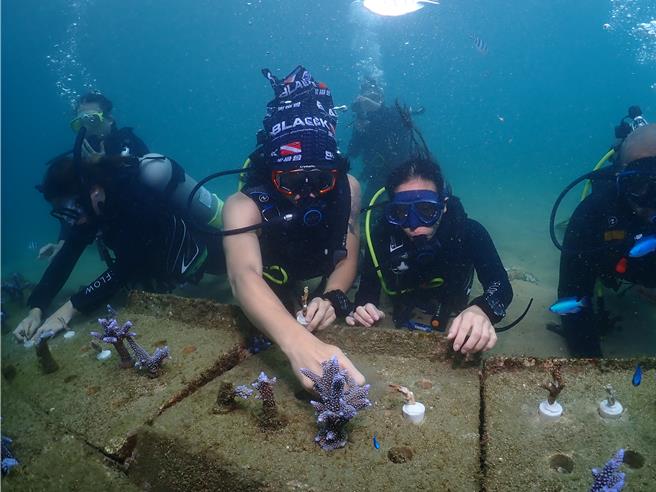 澎湖縣20年來復育珊瑚面積已達到6座籃球場大小以上，圖為水下人工種珊瑚的景況。（澎湖水產種苗繁殖場提供／許逸民澎湖傳真）