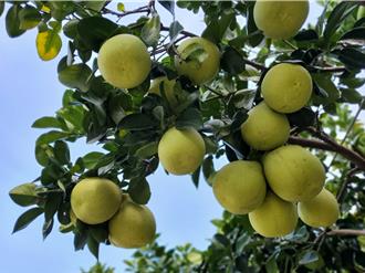 大陸恢復輸入台灣文旦    斗六文旦農意願兩極