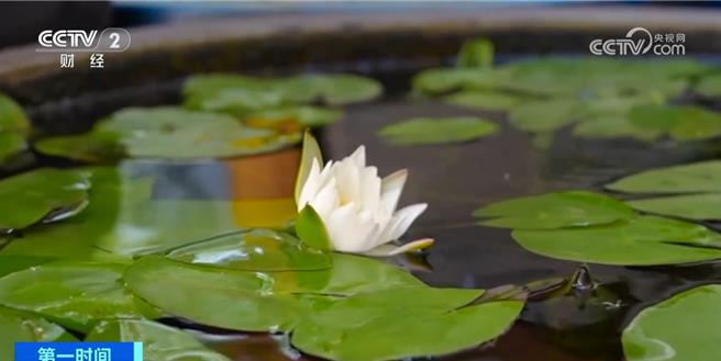 濒危物种茈碧花在云南大理重现生机生物多样性保护成果＋1。（大陆央视）