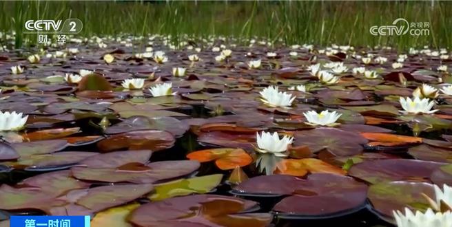 濒危物种茈碧花在云南大理重现生机生物多样性保护成果＋1。（大陆央视）