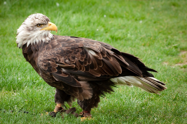 美國一隻白頭海鵰困在草地上飛不起來，原本以為牠受傷了，檢查後才發現原來是吃太胖飛不動。（示意圖：Shutterstock／達志）