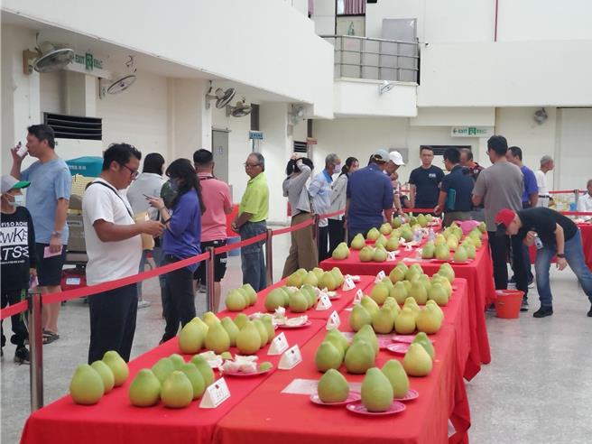 斗六文旦品质超高，斗六市公所每年举办评鑑，得奖的果品供不应求。（周丽兰摄）